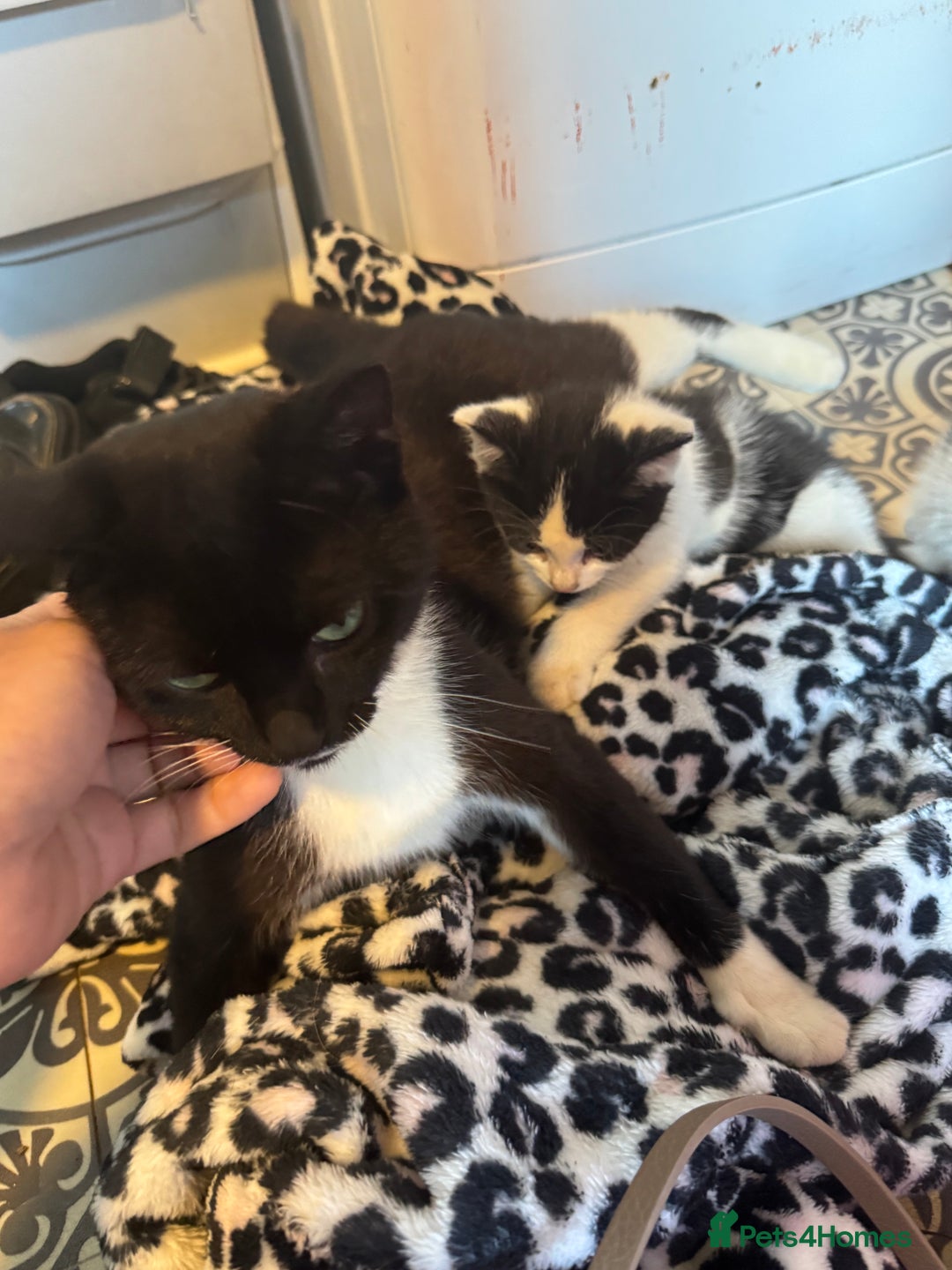 Mixed Breed cats for sale: Two beautiful fluffy girls kittens  - Image 7
