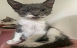 British Longhair cats for sale: 2 male gray and white kittens 14weeks - Image 6