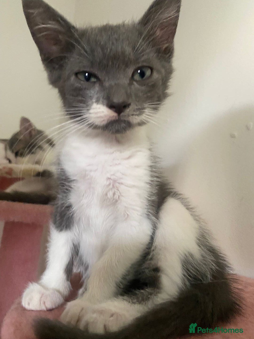 British Longhair cats for sale: 2 male gray and white kittens 14weeks - Image 6