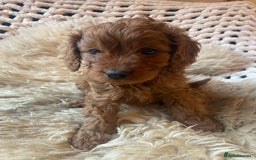 Cavapoo dogs for sale: F1 CAVAPOO BOY,READY NOW. - Advert 3