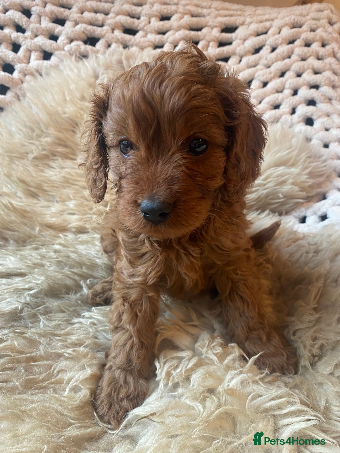 Cavapoo dogs for sale: F1 CAVAPOO BOY,READY NOW. - Advert 3