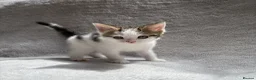 Mixed Breed cats for sale: Adorable Kittens Looking for Their Forever Home - Advert 17