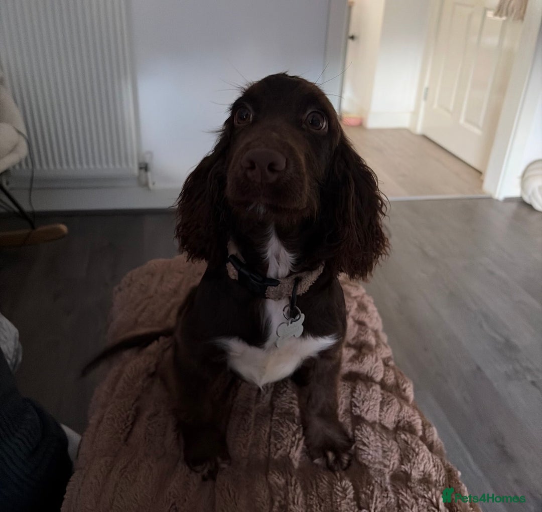 Cocker Spaniel dogs for sale: Gorgeous cocker spaniel girl - Advert 5