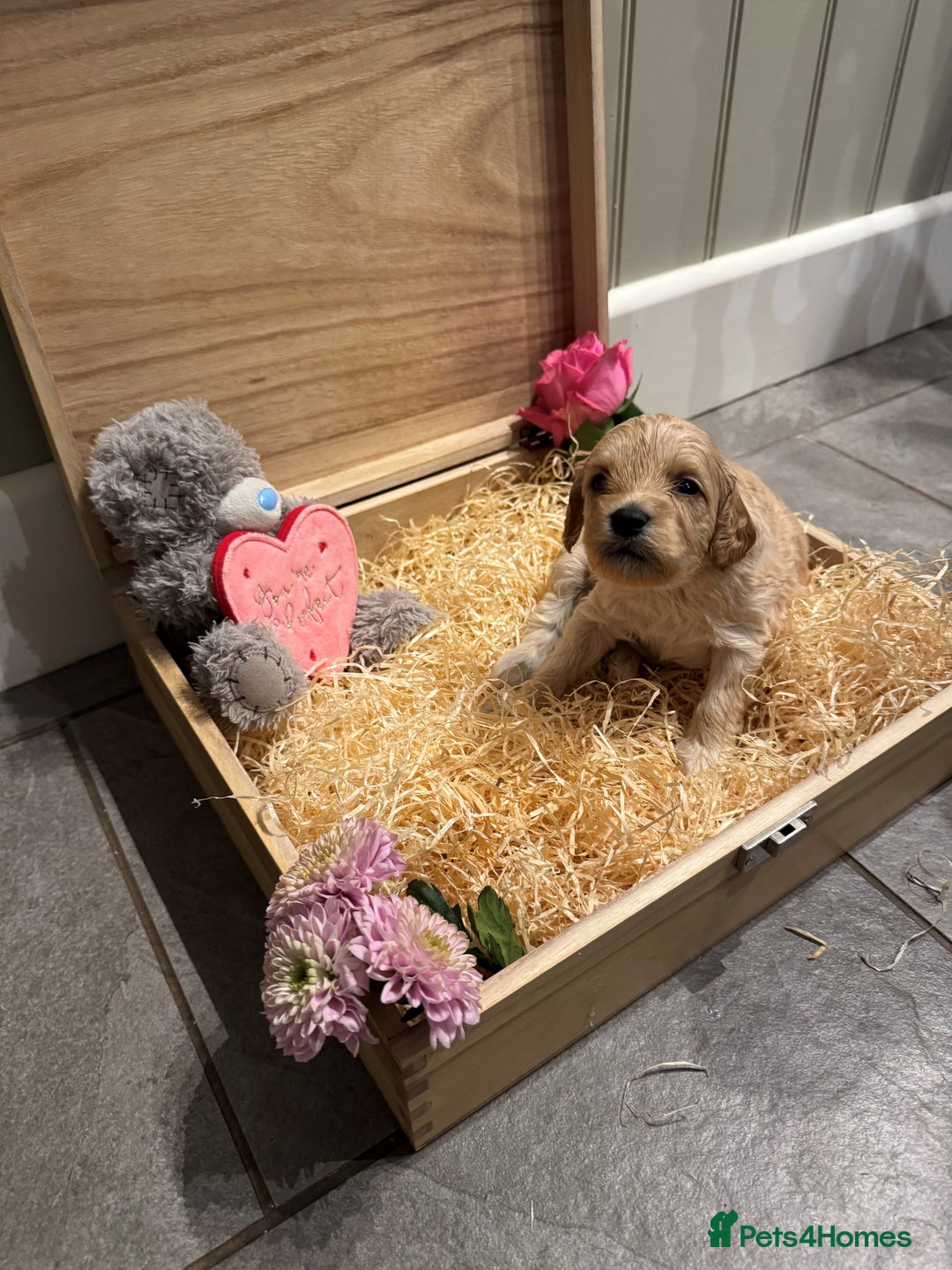 Cavachon dogs for sale: Cavapoochon puppies for sale - Advert 20