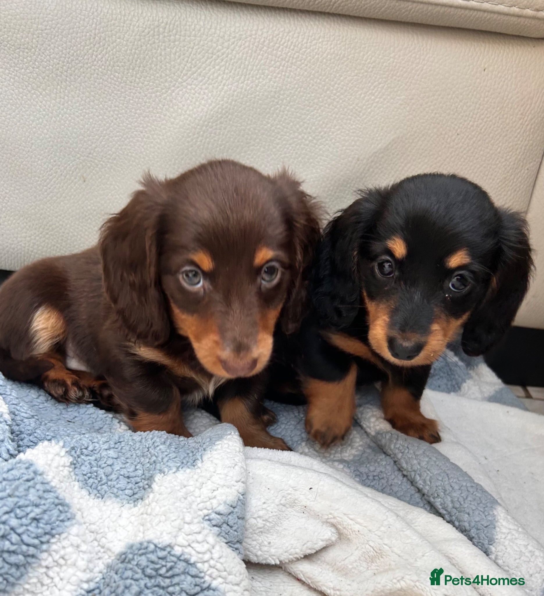 Dachshund dogs Mini Long hair Dachshund - Advert 2