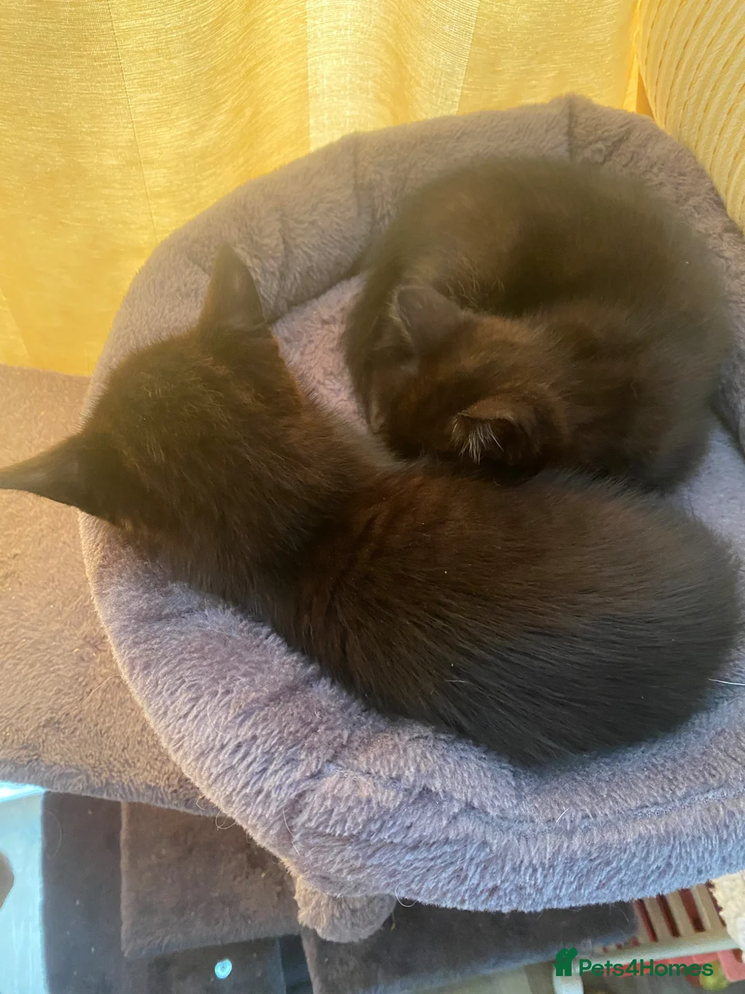 Mixed Breed cats for sale: Two black male kittens - Advert 3
