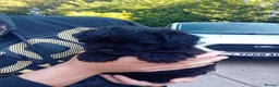 Mixed Breed dogs for sale: Borderpoo puppies in Woodbridge - Advert 17