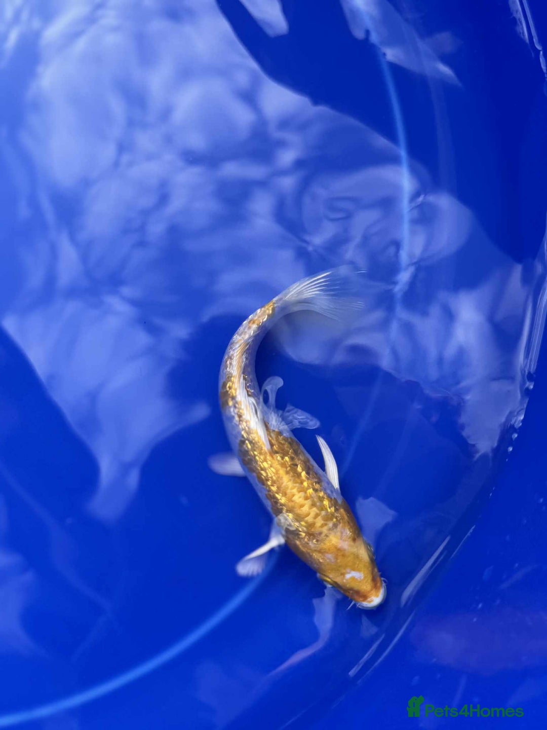 Koi Carp fish for sale: Koi for sale - Image 3