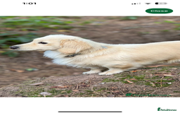 Dachshund dogs for sale: Mini Long-hair dachshund  - Image 18