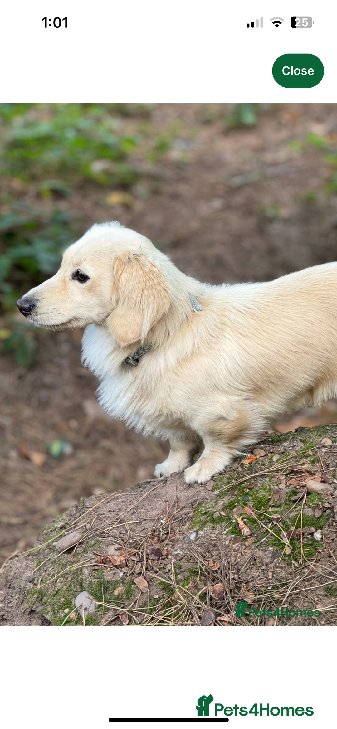 Dachshund dogs for sale: Mini Long-hair dachshund  - Image 18