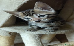 Bengal cats for sale: Stunning TICA Bengals - Image 5