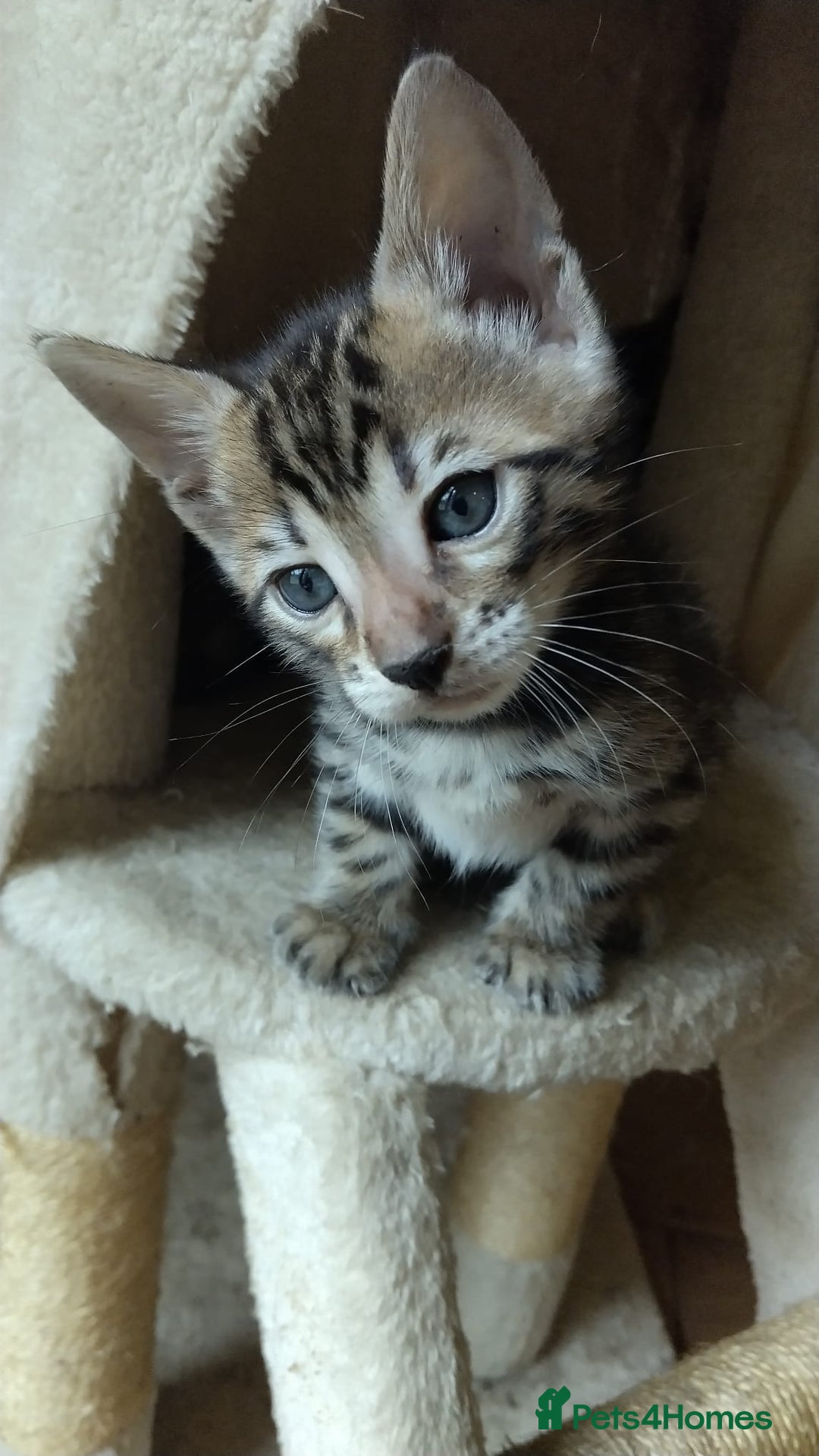 Bengal cats for sale: Stunning TICA Bengals - Image 5