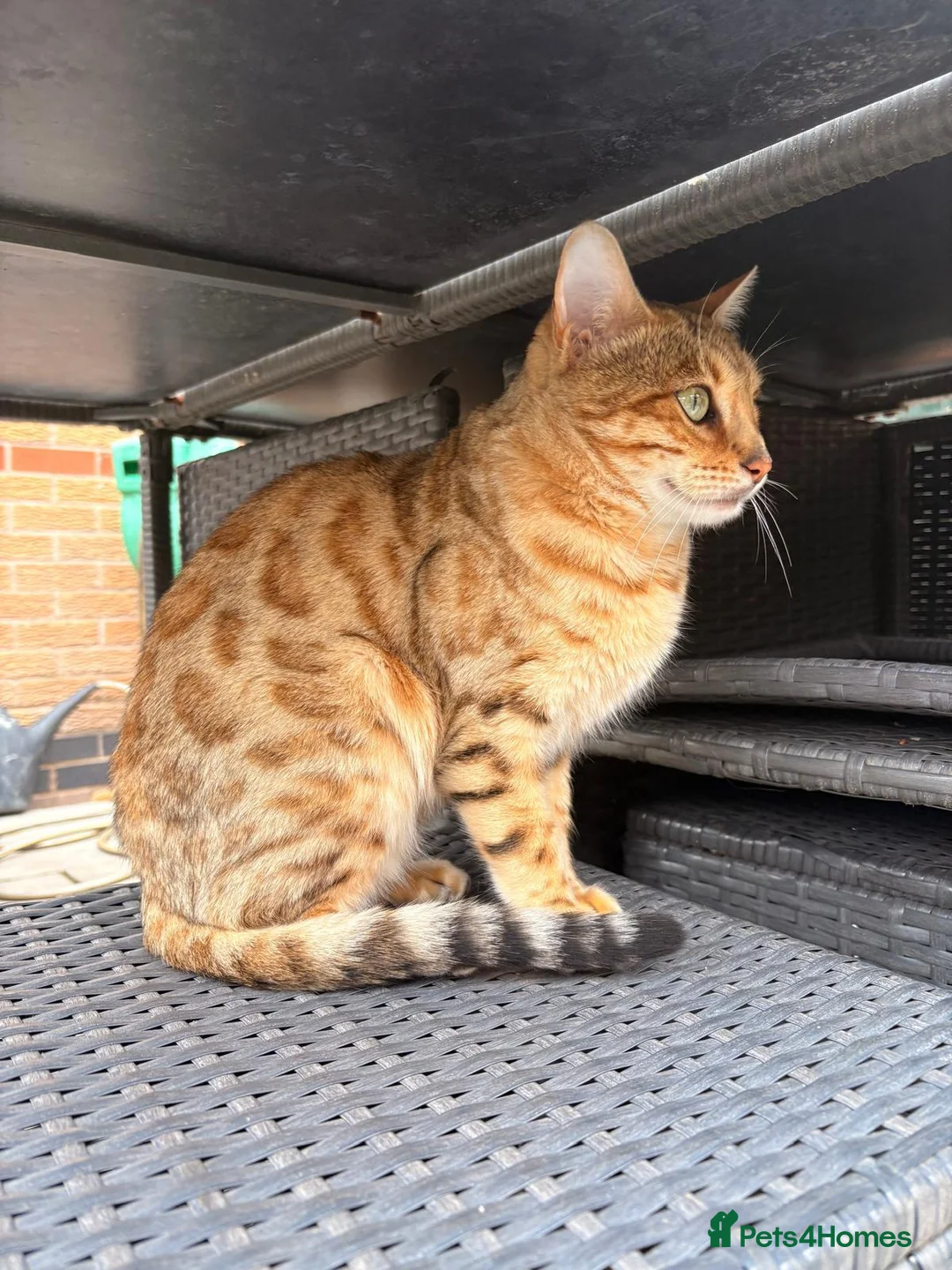Bengal cats for sale: Female Snow Sepia Bengal - Advert 2