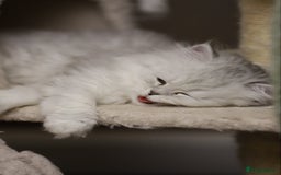 Persian cats for sale: Stunning Chinchilla Persian Kittens 💕 - Advert 8