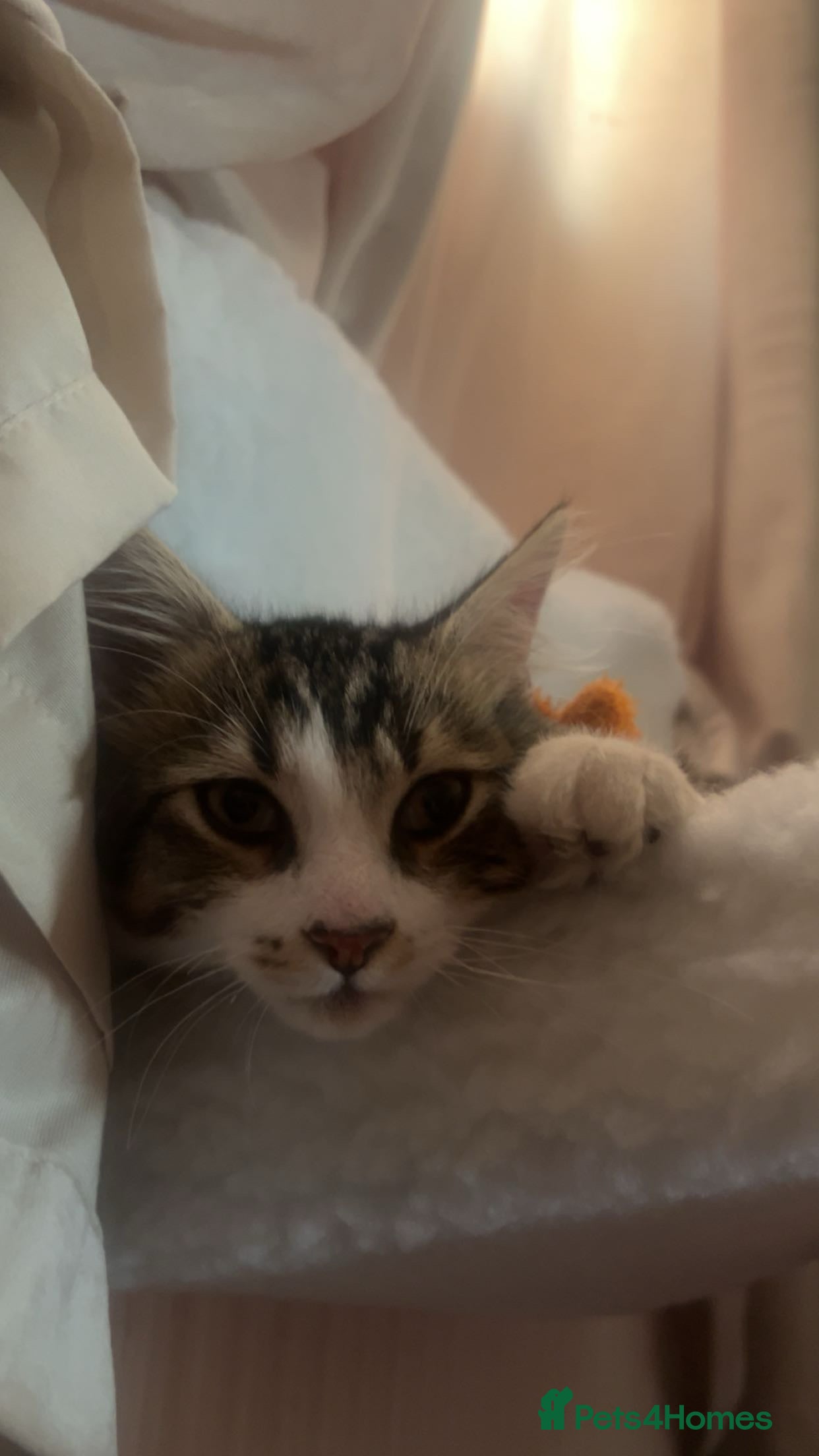 Mixed Breed cats Cat Looking For New Home ❤️ - Advert 10