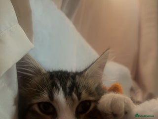 Mixed Breed cats Cat Looking For New Home ❤️ - Advert 2