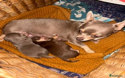 Chihuahua dogs for sale: Chihuahua boys - Advert 7