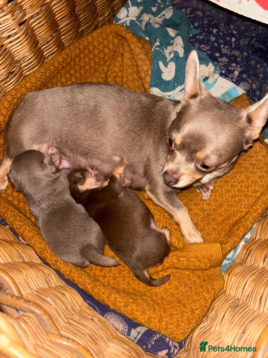 Chihuahua dogs for sale: Chihuahua boys - Advert 7