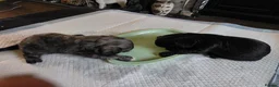Cava Tzu dogs for sale: Cava Tzu pups - Advert 12