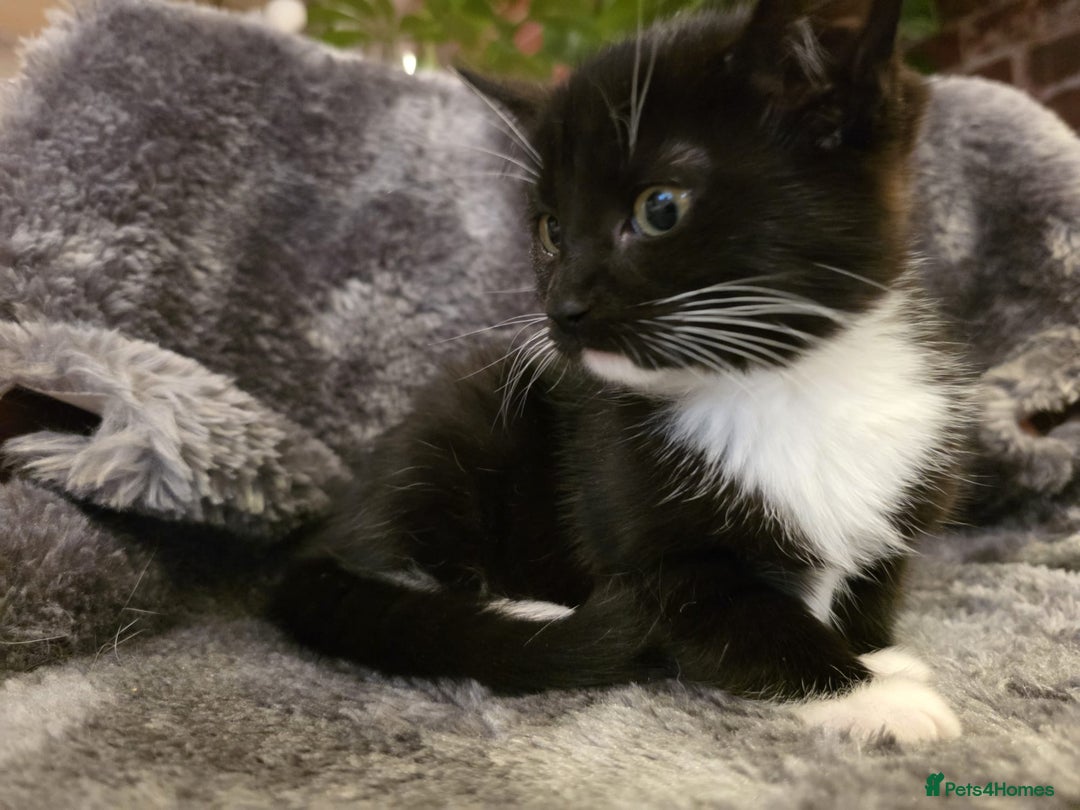 Ragdoll cats for sale: Rehomed  - Advert 11