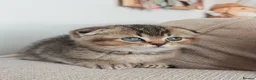 Scottish Fold cats for sale: Beautiful Scottish fold kittens READY NOW  - Advert 6