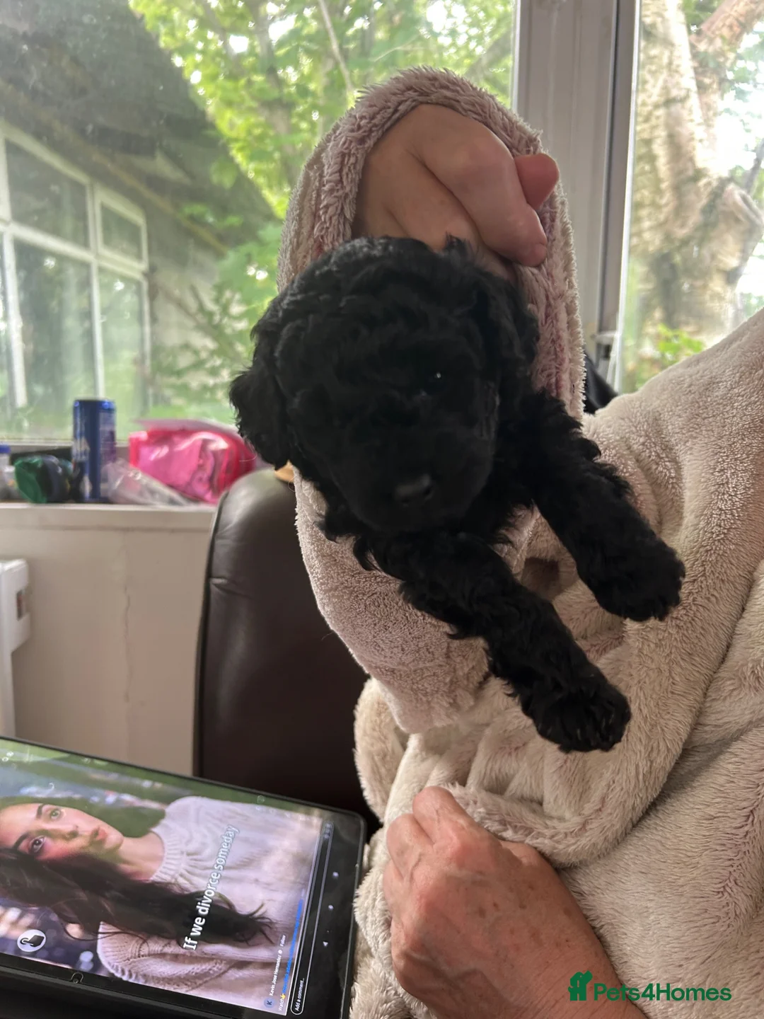 Toy Poodle dogs for sale: Beautiful tiny toy poodle puppies  - Advert 13