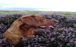 Labrador Retriever dogs for sale: 💥H/TESTED WORKING FOX RED LABRADORS FOR SALE💥 - Image 10