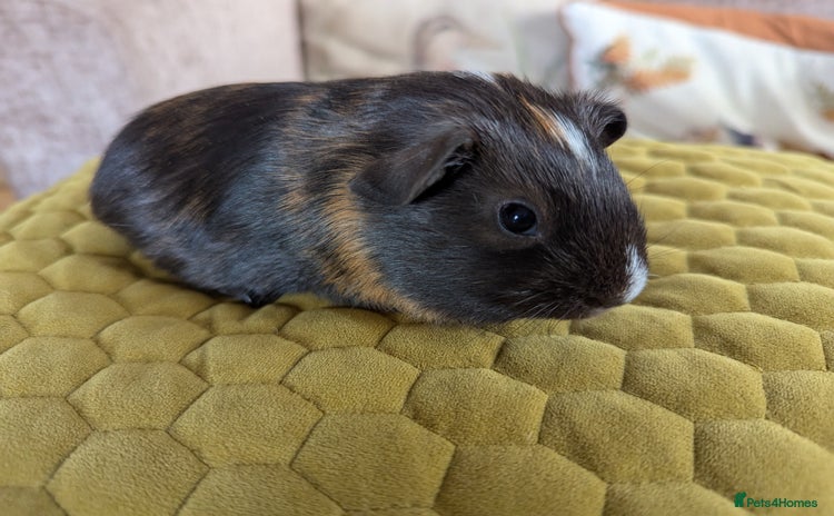 Guinea Pig rodents - Advert 1