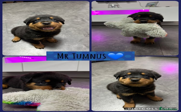 Rottweiler dogs - Advert 1