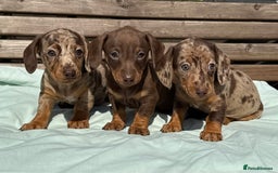 Miniature Dachshund dogs for sale: Exceptional miniature dachshund puppies - Image 7
