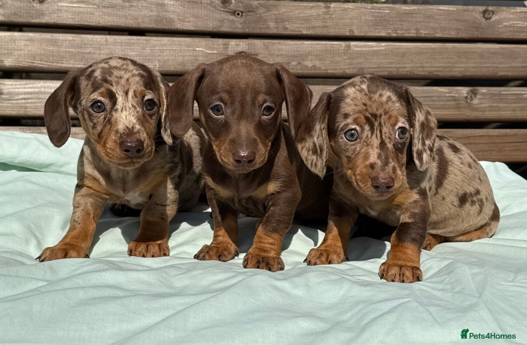 Miniature Dachshund dogs for sale: Exceptional miniature dachshund puppies - Image 7