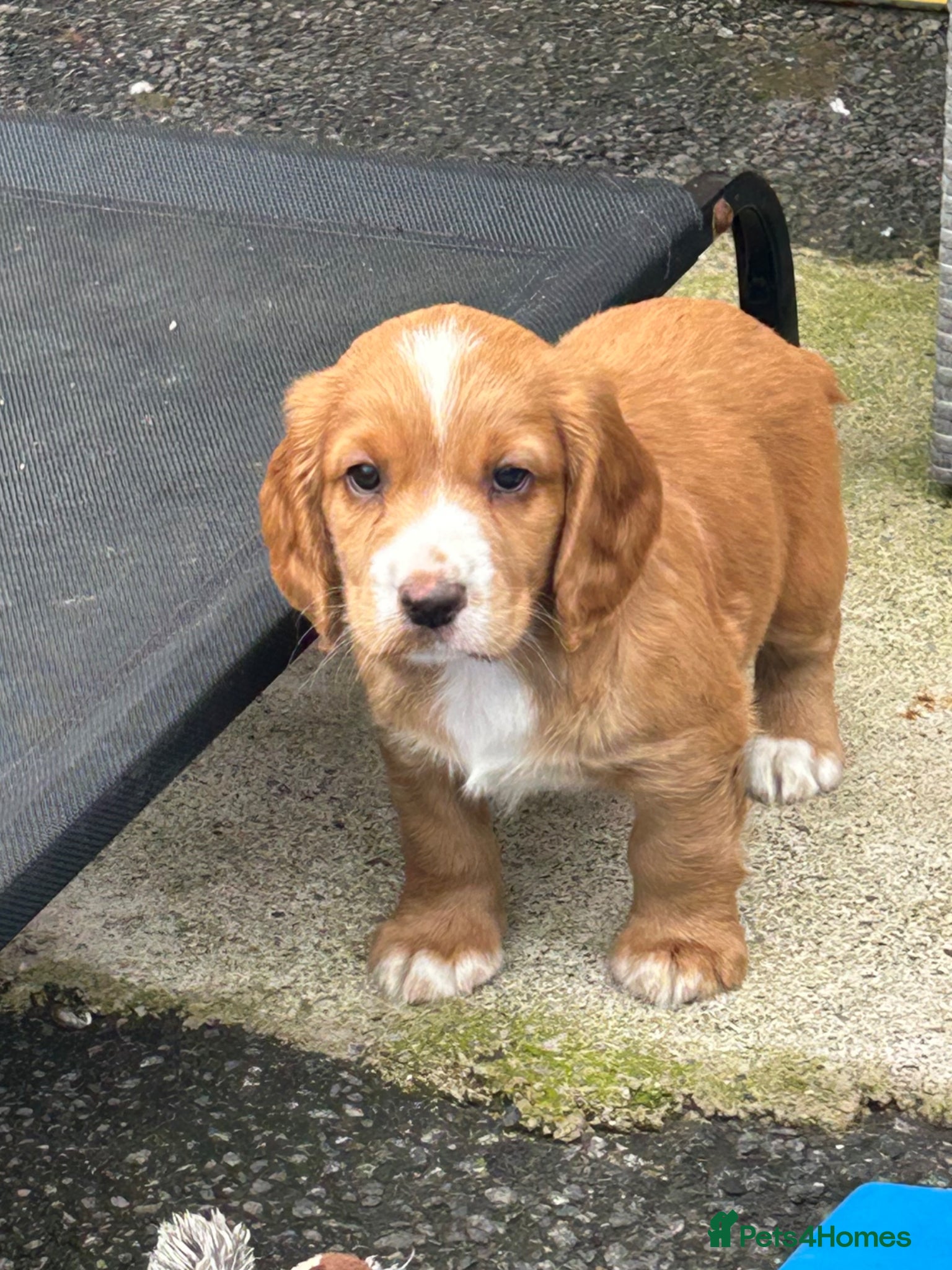 Cocker Spaniel dogs KC registered golden cocker spaniels  - Advert 2