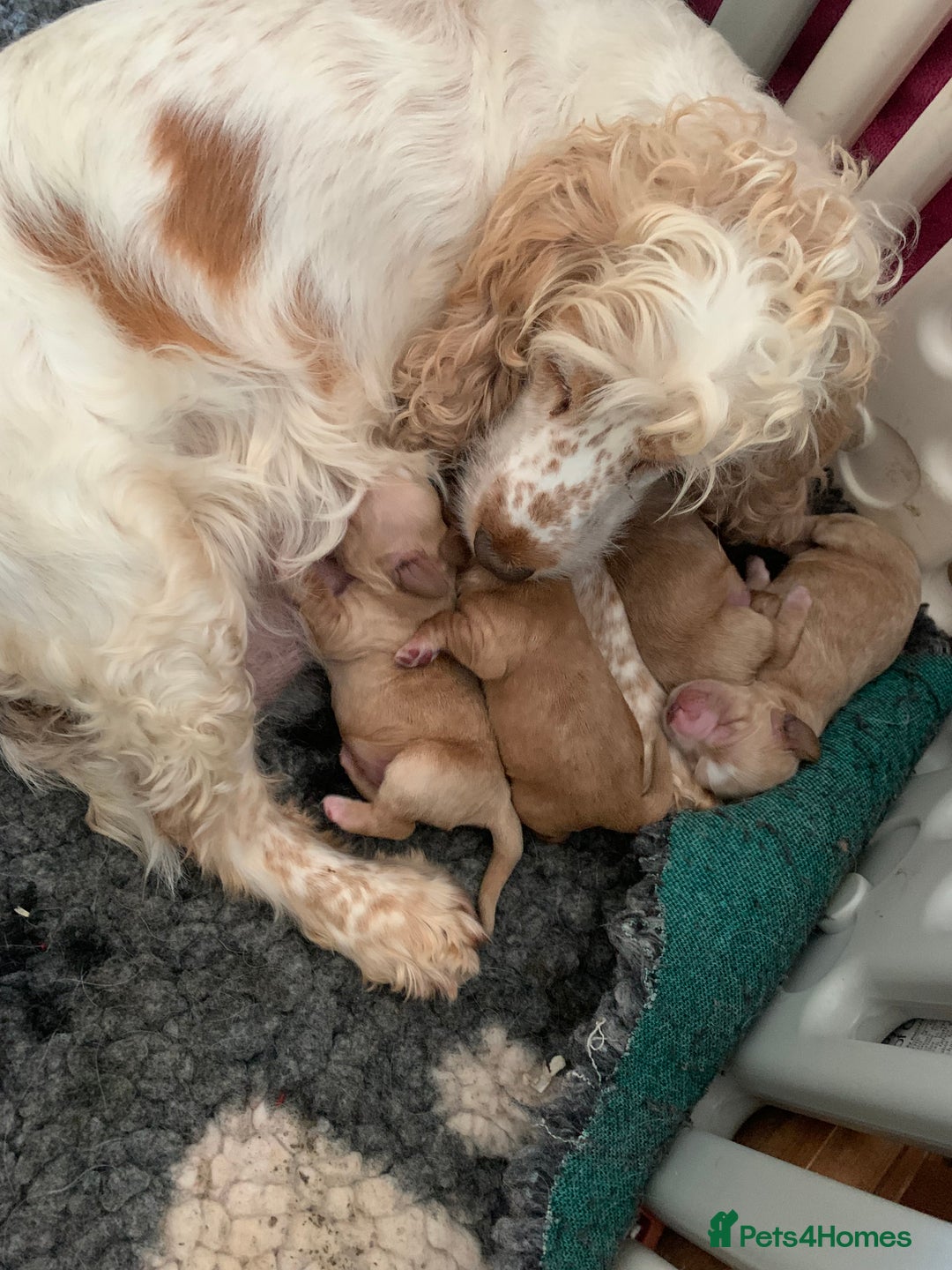 Cocker Spaniel dogs for sale: KC Registered Quality Show Type Cocker Puppies   - Image 14