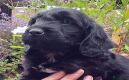 Cockapoo dogs for sale: Gorgeous Cockapoo puppies for sale  - Image 7