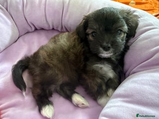 Mixed Breed dogs Female puppy for rehoming - Advert 1