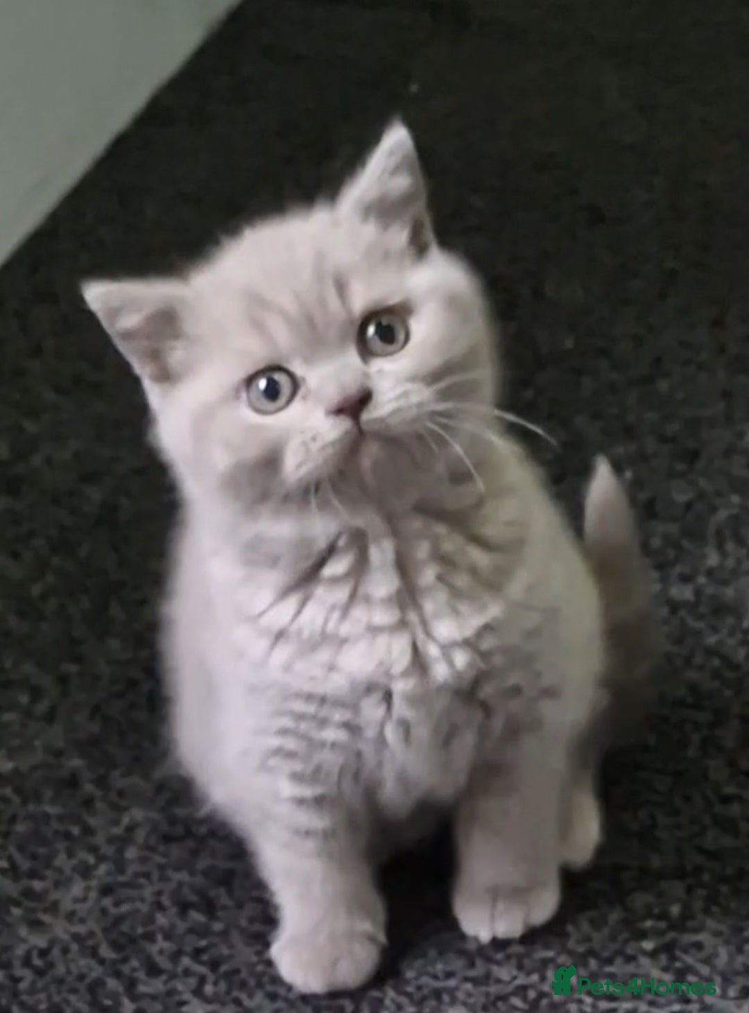 British Shorthair cats *LAST ONE* RARE! Fawn Kittens For Sale! - Advert 1