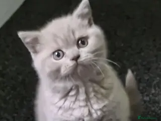 British Shorthair cats *LAST ONE* RARE! Fawn Kittens For Sale! - Advert 1