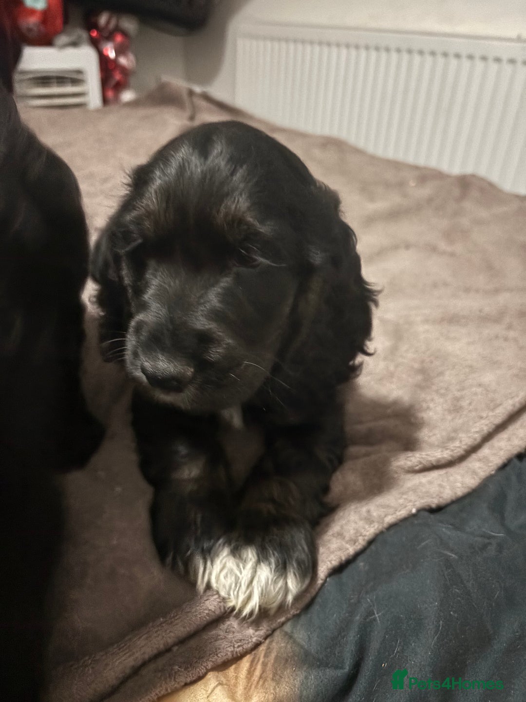 Cocker Spaniel dogs for sale: 2 male cocker spaniel puppies - Image 6