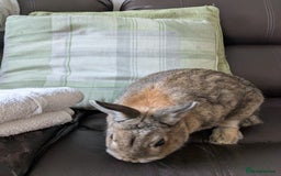 Netherland Dwarf rabbits for sale: Female rabbit  - Image 3