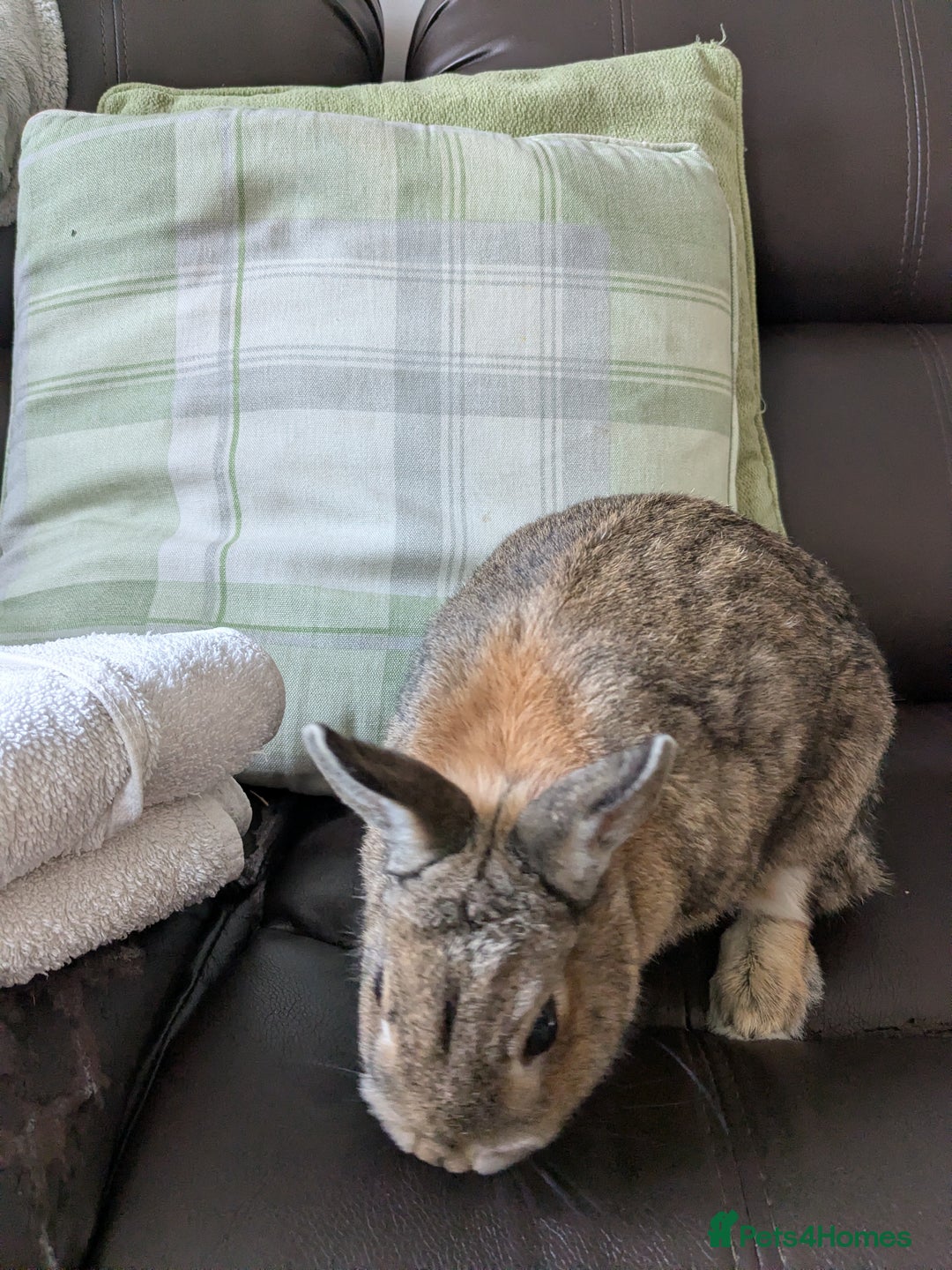 Netherland Dwarf rabbits for sale: Female rabbit  - Image 3