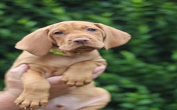 Hungarian Vizsla dogs for sale: All puppies now reserved/rehomed  - Image 9