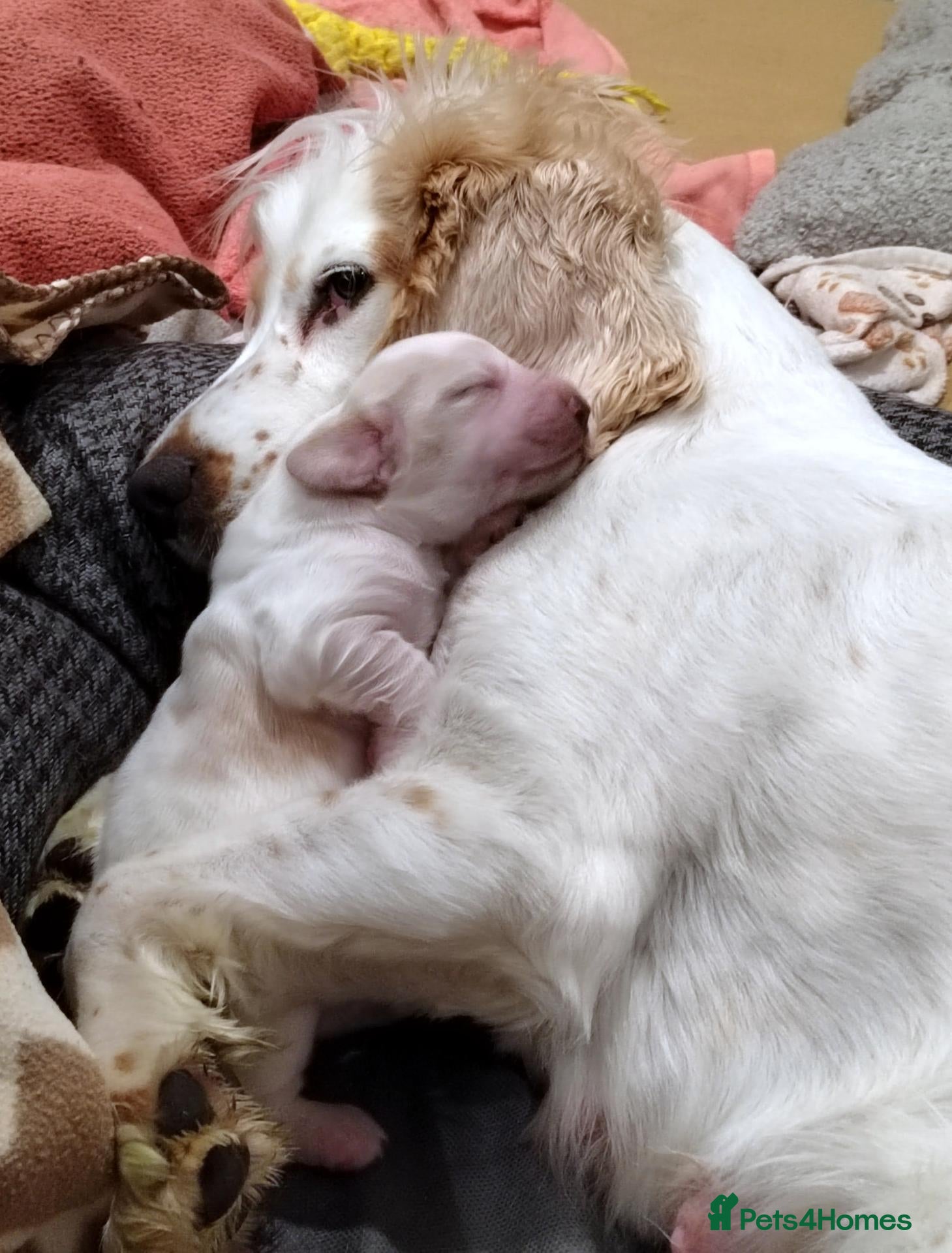 Cocker Spaniel dogs KC REG TYPE COCKER SPANIELS  - Advert 15