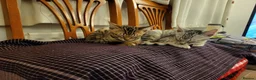 Mixed Breed cats for sale: Bengal and Savannah cross breed in Bournemouth - Advert 2
