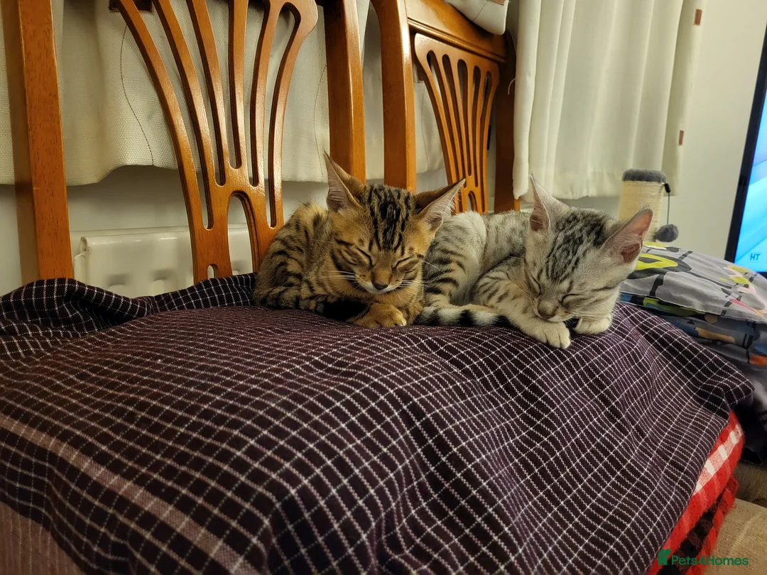 Mixed Breed cats for sale: Bengal and Savannah cross breed in Bournemouth - Advert 2