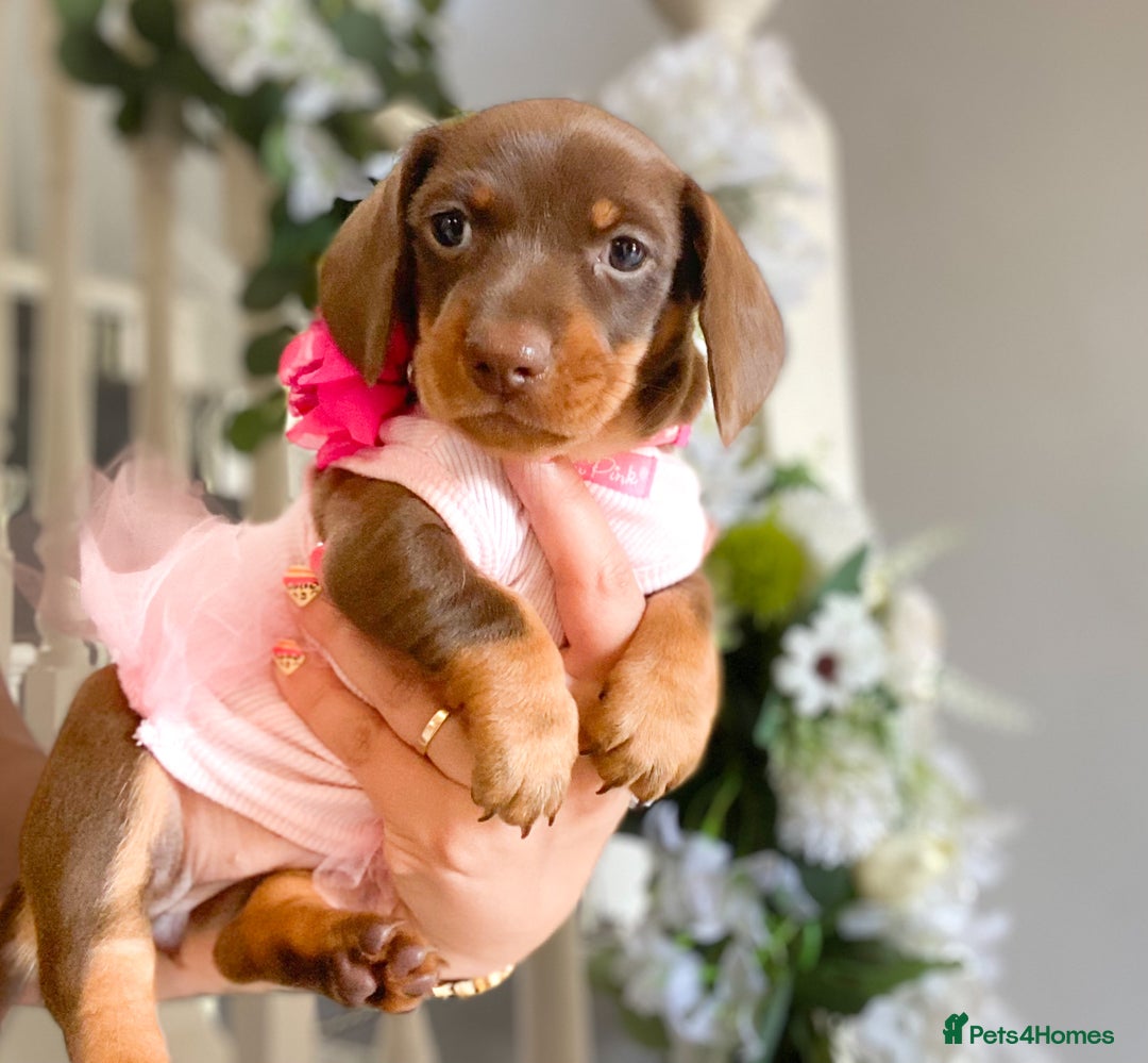 Miniature Dachshund dogs for sale: READY NOW PRA CLEAR DACHSHUND PUPPIES - Image 16