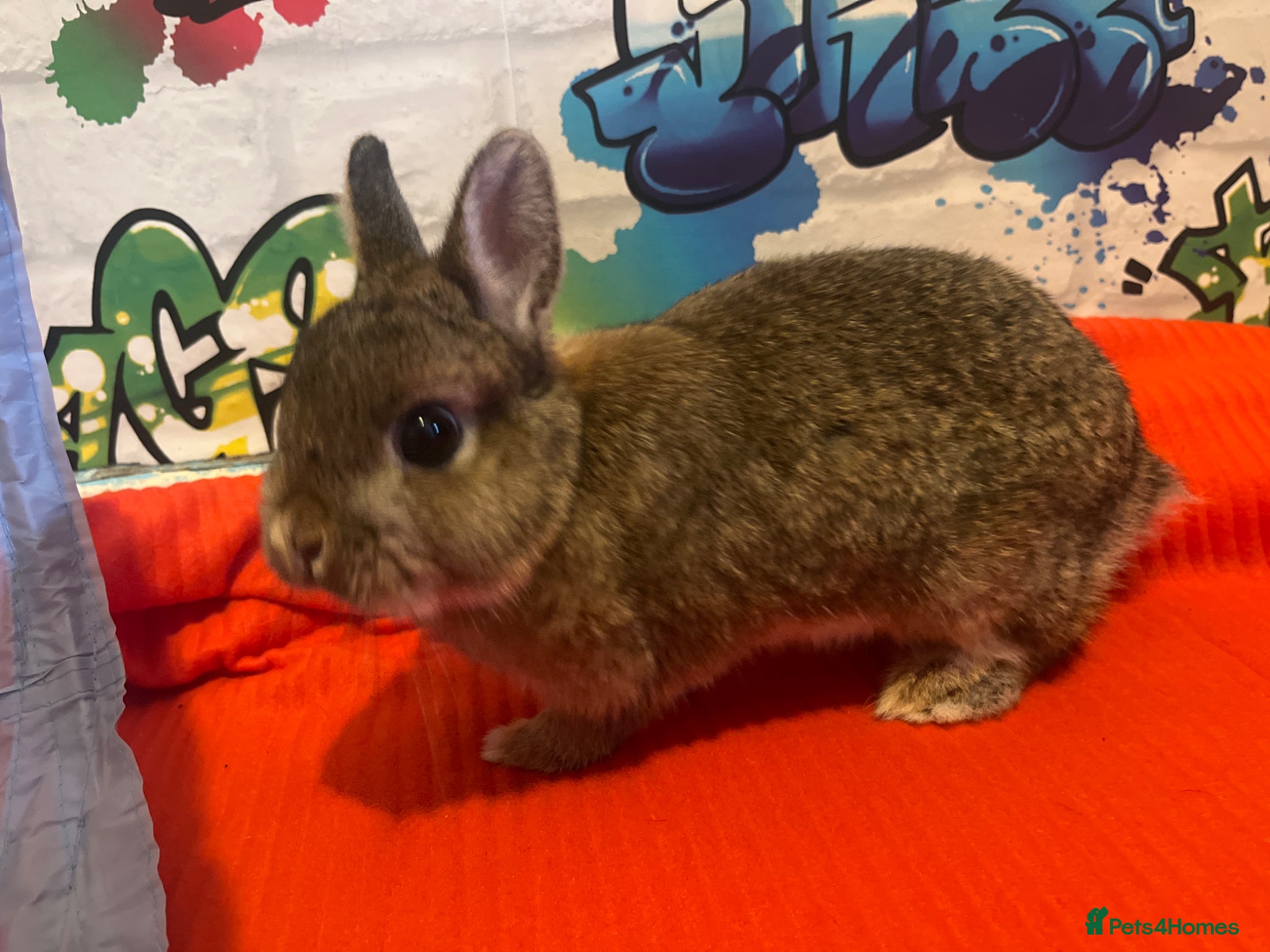 Netherland Dwarf rabbits Beautiful boy looking for a new home  - Advert 1
