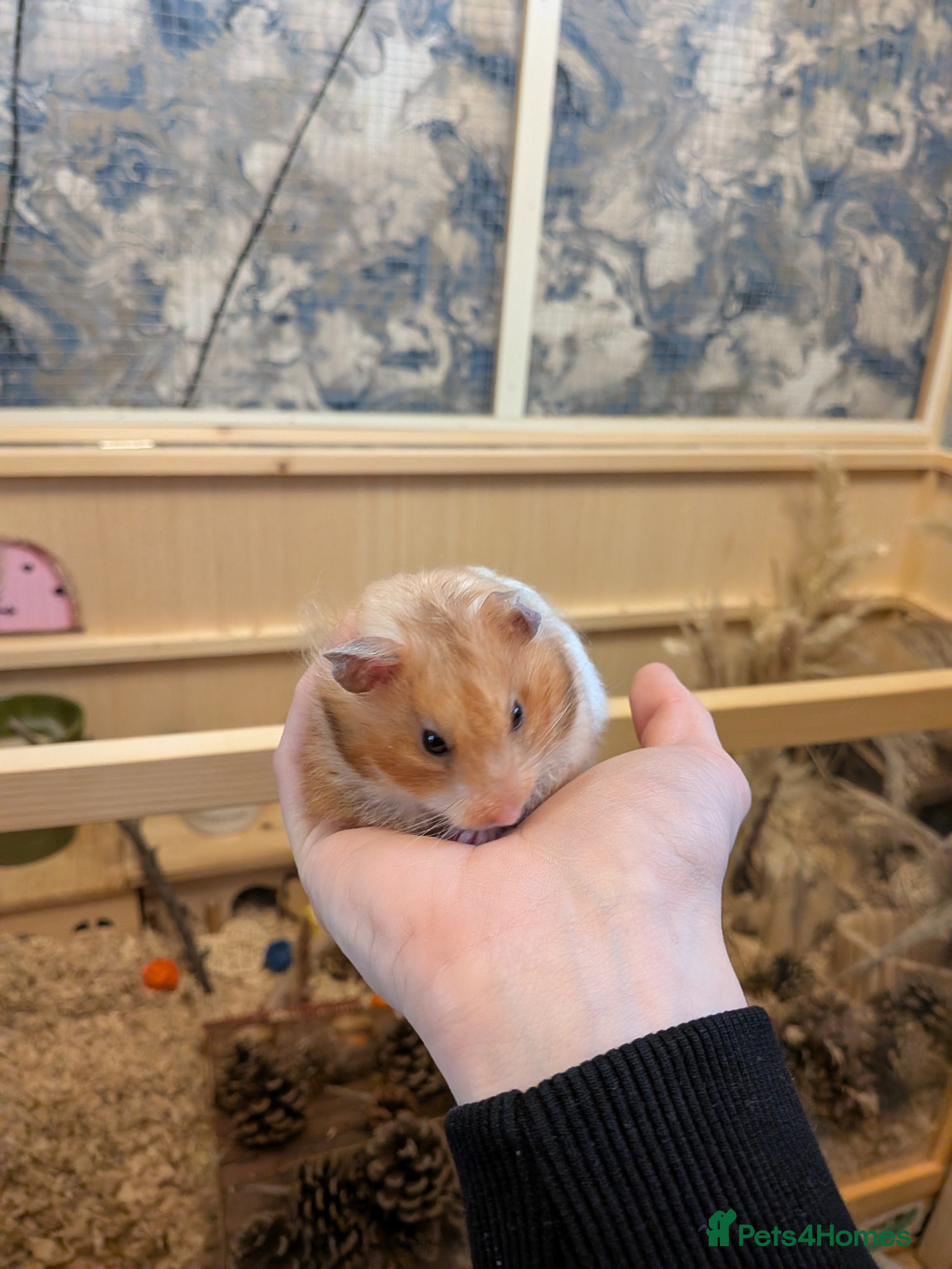 Hamster rodents Hamster with everything needed - Advert 13