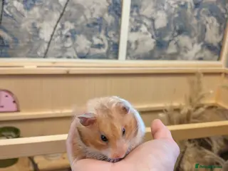 Hamster rodents Hamster with everything needed - Advert 13