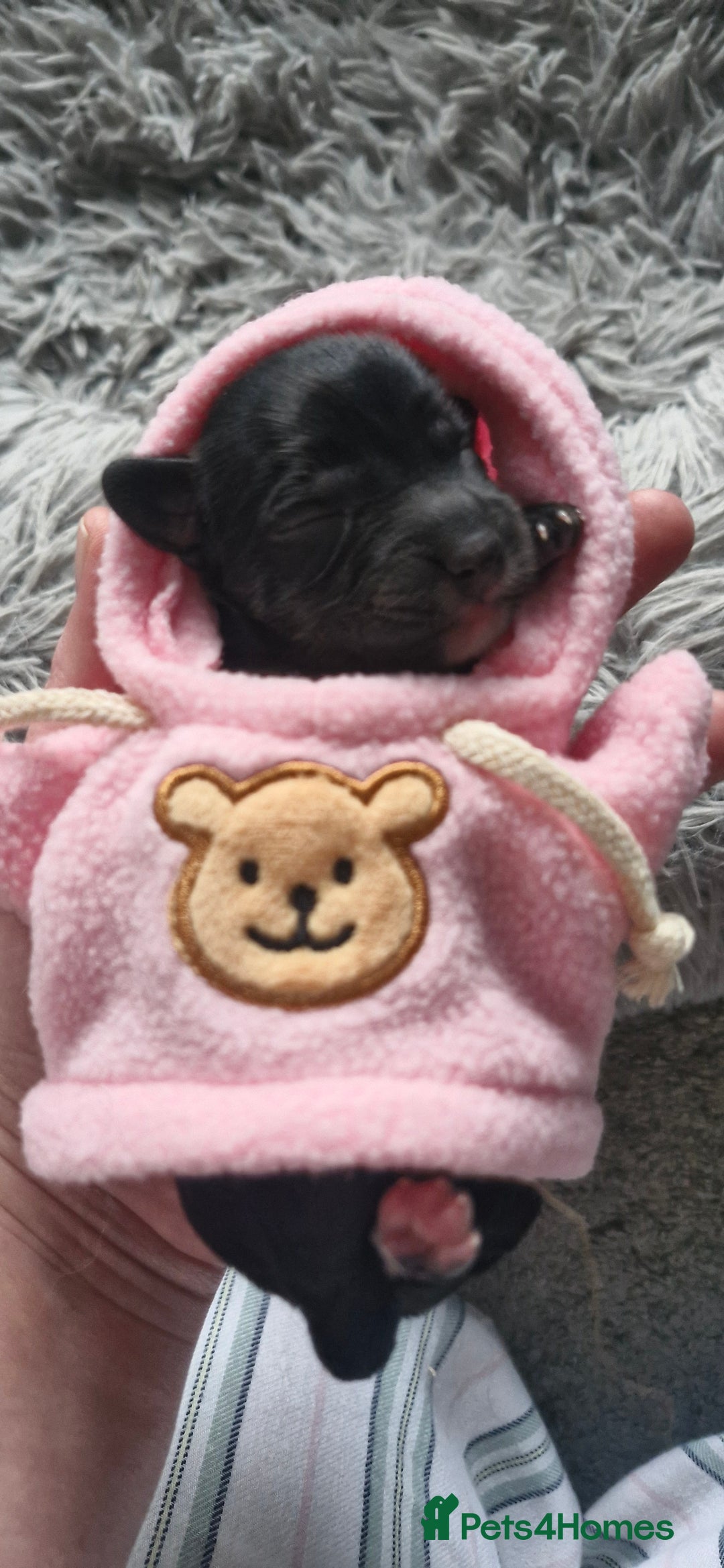 Mixed Breed dogs for sale: Stunning cavapoo x cockapoo litter just born! - Advert 5