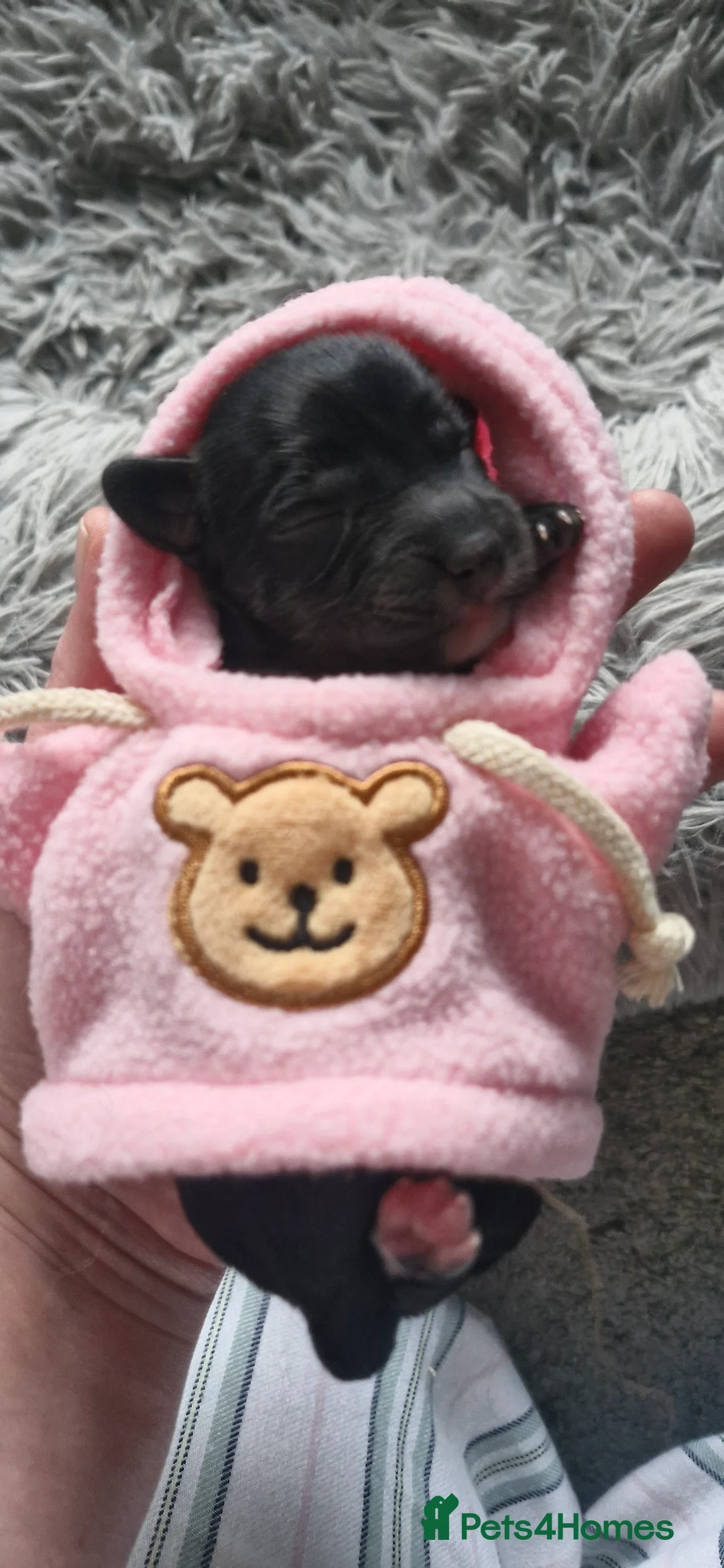 Mixed Breed dogs for sale: Stunning cavapoo x cockapoo litter just born! - Advert 5